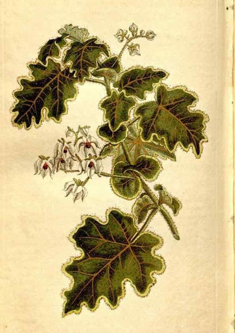 Reproducción/Reproduction 8246958083: Curtis's botanical magazine.. London ;New York [etc.] :Academic Press [etc.]