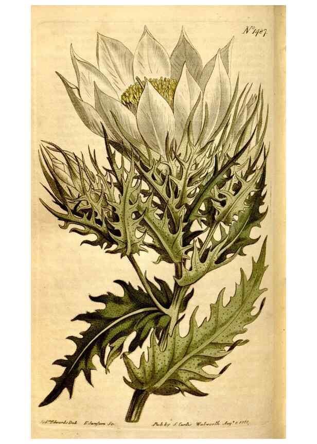 Reproducción/Reproduction 8248027168: Curtis's botanical magazine.. London ;New York [etc.] :Academic Press [etc.]