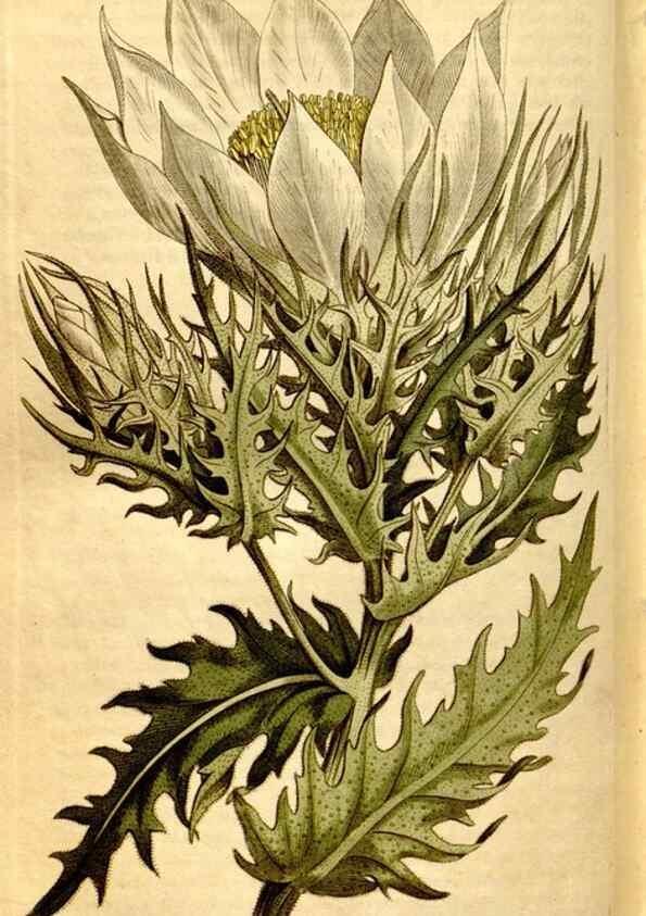Reproducción/Reproduction 8248027168: Curtis's botanical magazine.. London ;New York [etc.] :Academic Press [etc.]