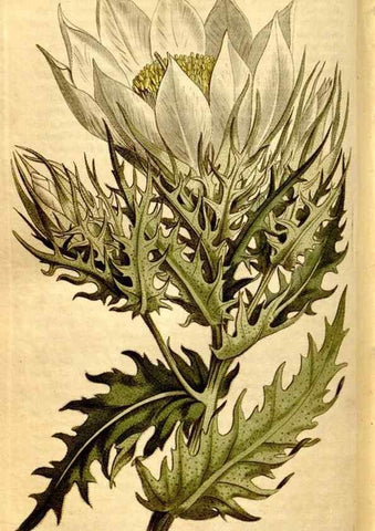 Reproducción/Reproduction 8248027168: Curtis's botanical magazine.. London ;New York [etc.] :Academic Press [etc.]