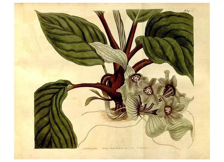 Reproducción/Reproduction 8248027848: Curtis's botanical magazine.. London ;New York [etc.] :Academic Press [etc.]