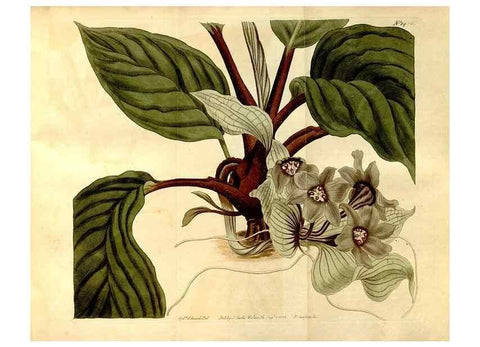 Reproducción/Reproduction 8248027848: Curtis's botanical magazine.. London ;New York [etc.] :Academic Press [etc.]