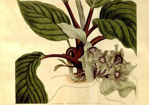 Reproducción/Reproduction 8248027848: Curtis's botanical magazine.. London ;New York [etc.] :Academic Press [etc.]