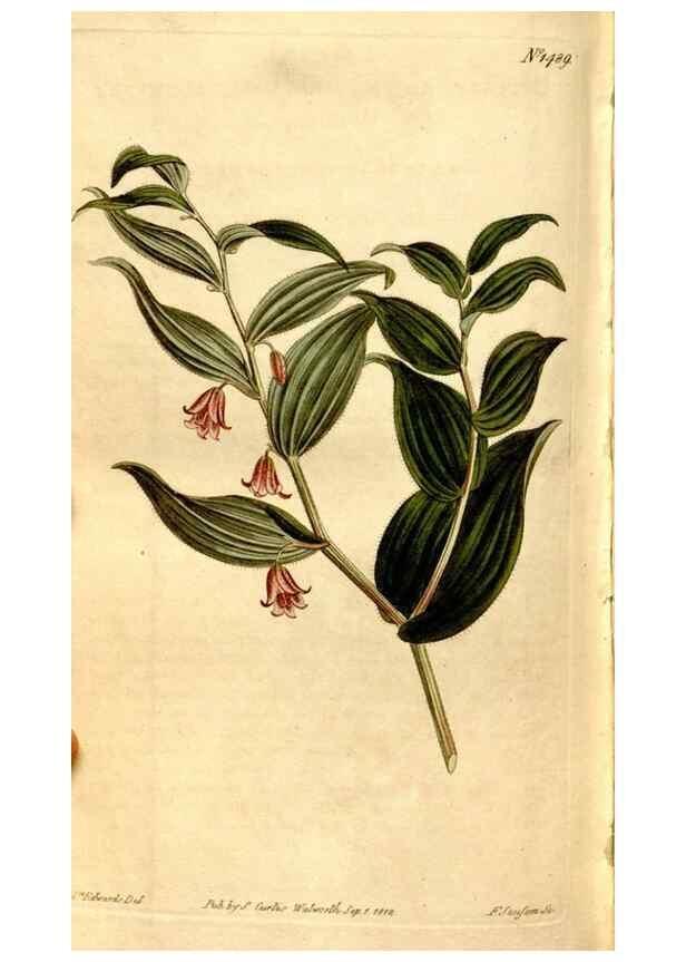 Reproducción/Reproduction 8246960493: Curtis's botanical magazine.. London ;New York [etc.] :Academic Press [etc.]
