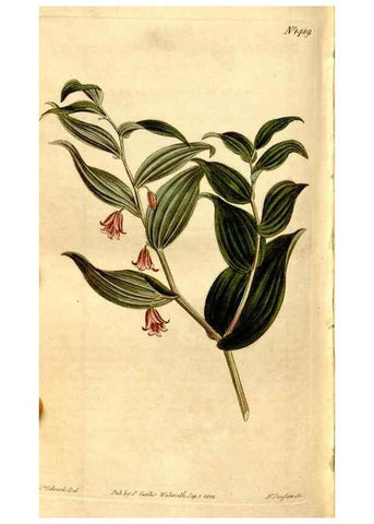 Reproducción/Reproduction 8246960493: Curtis's botanical magazine.. London ;New York [etc.] :Academic Press [etc.]