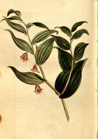 Reproducción/Reproduction 8246960493: Curtis's botanical magazine.. London ;New York [etc.] :Academic Press [etc.]