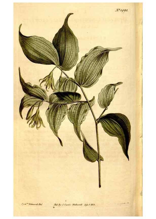 Reproducción/Reproduction 8248029406: Curtis's botanical magazine.. London ;New York [etc.] :Academic Press [etc.]