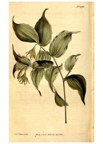 Reproducción/Reproduction 8248029406: Curtis's botanical magazine.. London ;New York [etc.] :Academic Press [etc.]