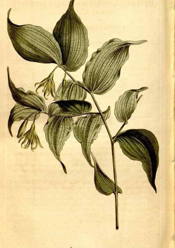 Reproducción/Reproduction 8248029406: Curtis's botanical magazine.. London ;New York [etc.] :Academic Press [etc.]