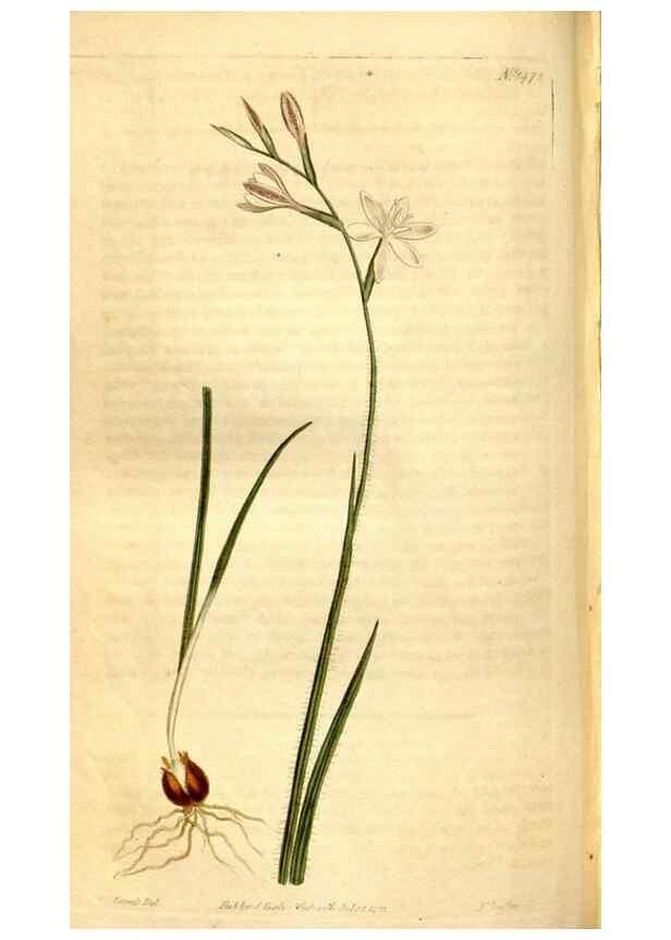 Reproducción/Reproduction 8248017326: Curtis's botanical magazine.. London ;New York [etc.] :Academic Press [etc.]