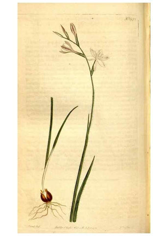 Reproducción/Reproduction 8248017326: Curtis's botanical magazine.. London ;New York [etc.] :Academic Press [etc.]