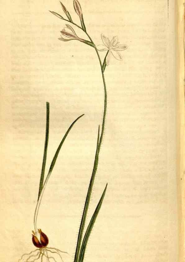 Reproducción/Reproduction 8248017326: Curtis's botanical magazine.. London ;New York [etc.] :Academic Press [etc.]