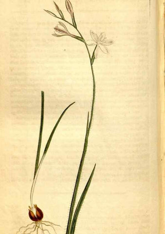 Reproducción/Reproduction 8248017326: Curtis's botanical magazine.. London ;New York [etc.] :Academic Press [etc.]