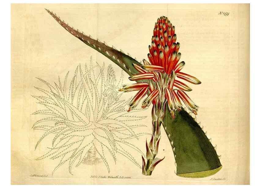 Reproducción/Reproduction 8248016624: Curtis's botanical magazine.. London ;New York [etc.] :Academic Press [etc.]