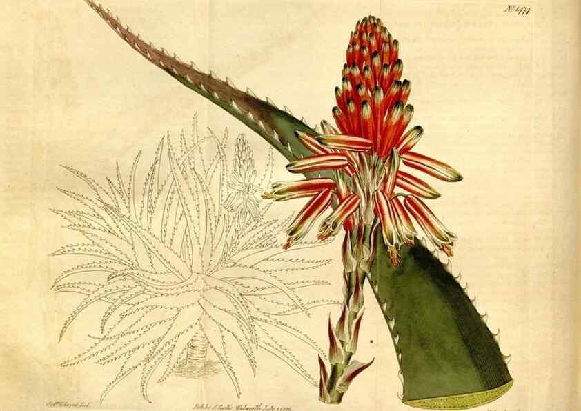 Reproducción/Reproduction 8248016624: Curtis's botanical magazine.. London ;New York [etc.] :Academic Press [etc.]