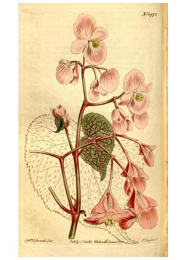 Reproducción/Reproduction 8246947927: Curtis's botanical magazine.. London ;New York [etc.] :Academic Press [etc.]