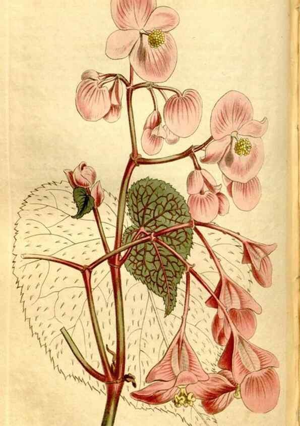 Reproducción/Reproduction 8246947927: Curtis's botanical magazine.. London ;New York [etc.] :Academic Press [etc.]