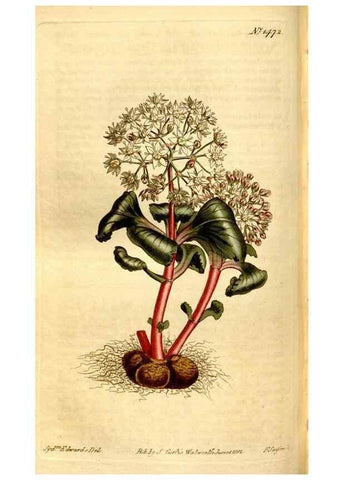 Reproducción/Reproduction 8246947119: Curtis's botanical magazine.. London ;New York [etc.] :Academic Press [etc.]