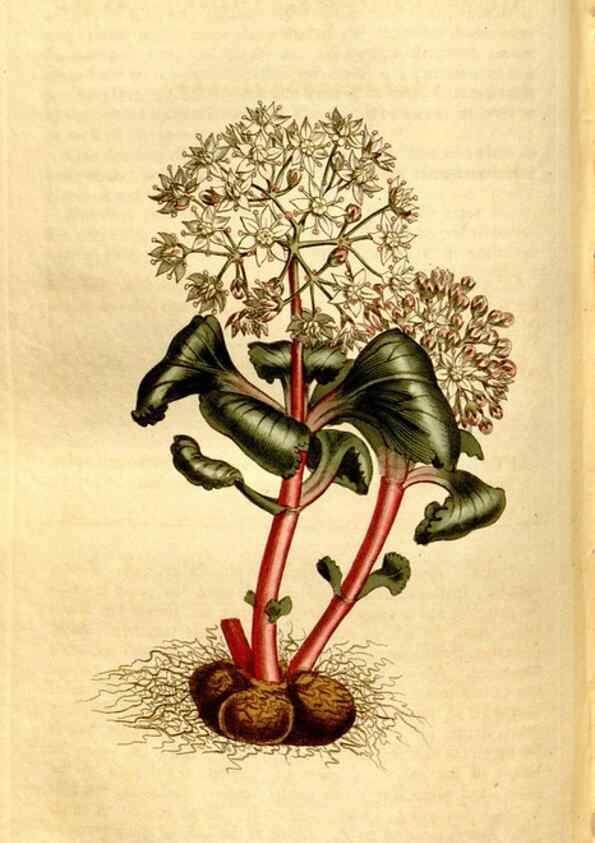 Reproducción/Reproduction 8246947119: Curtis's botanical magazine.. London ;New York [etc.] :Academic Press [etc.]