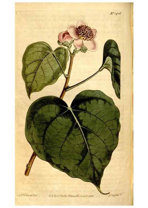 Reproducción/Reproduction 8246936745: Curtis's botanical magazine.. London ;New York [etc.] :Academic Press [etc.]