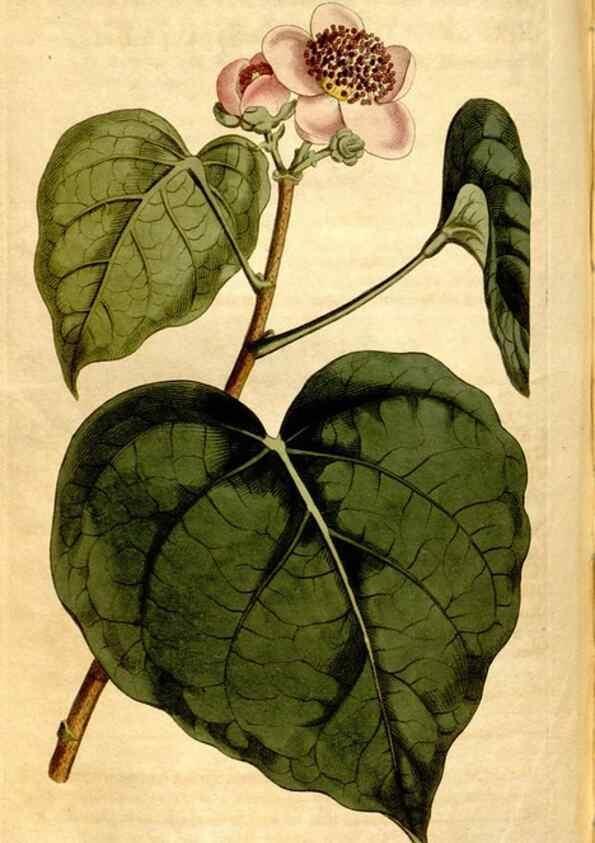 Reproducción/Reproduction 8246936745: Curtis's botanical magazine.. London ;New York [etc.] :Academic Press [etc.]