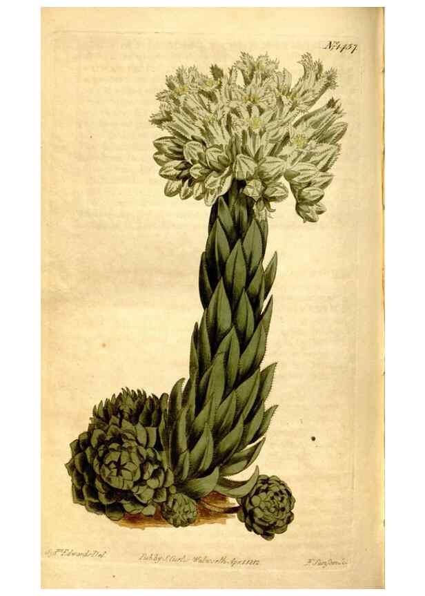 Reproducción/Reproduction 8246937359: Curtis's botanical magazine.. London ;New York [etc.] :Academic Press [etc.]
