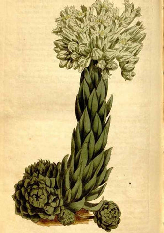 Reproducción/Reproduction 8246937359: Curtis's botanical magazine.. London ;New York [etc.] :Academic Press [etc.]