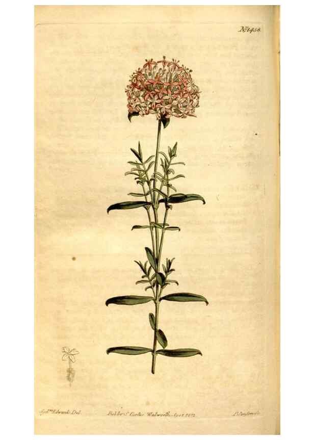 Reproducción/Reproduction 8248006016: Curtis's botanical magazine.. London ;New York [etc.] :Academic Press [etc.]