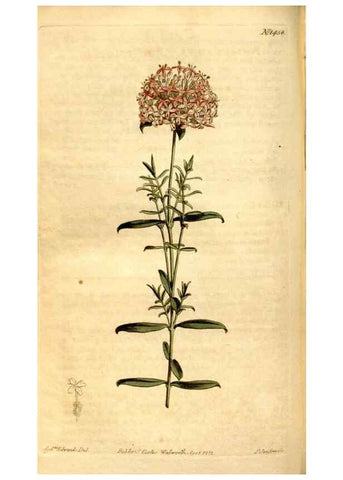 Reproducción/Reproduction 8248006016: Curtis's botanical magazine.. London ;New York [etc.] :Academic Press [etc.]