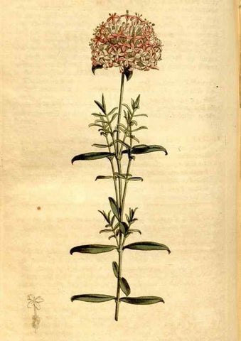 Reproducción/Reproduction 8248006016: Curtis's botanical magazine.. London ;New York [etc.] :Academic Press [etc.]