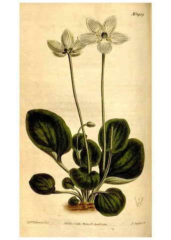 Reproducción/Reproduction 8246938523: Curtis's botanical magazine.. London ;New York [etc.] :Academic Press [etc.]