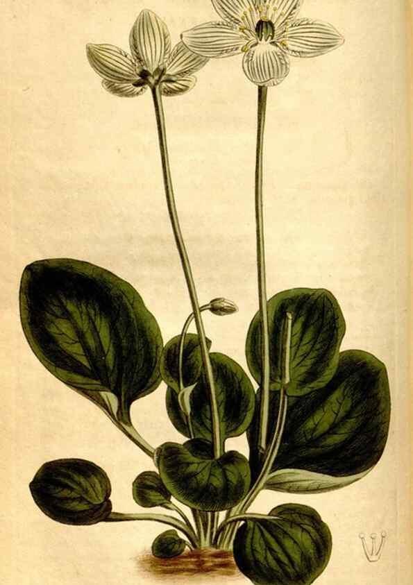 Reproducción/Reproduction 8246938523: Curtis's botanical magazine.. London ;New York [etc.] :Academic Press [etc.]