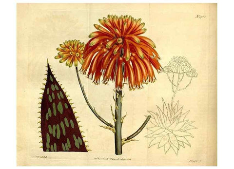 Reproducción/Reproduction 8248007238: Curtis's botanical magazine.. London ;New York [etc.] :Academic Press [etc.]