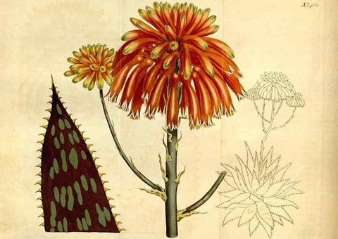 Reproducción/Reproduction 8248007238: Curtis's botanical magazine.. London ;New York [etc.] :Academic Press [etc.]