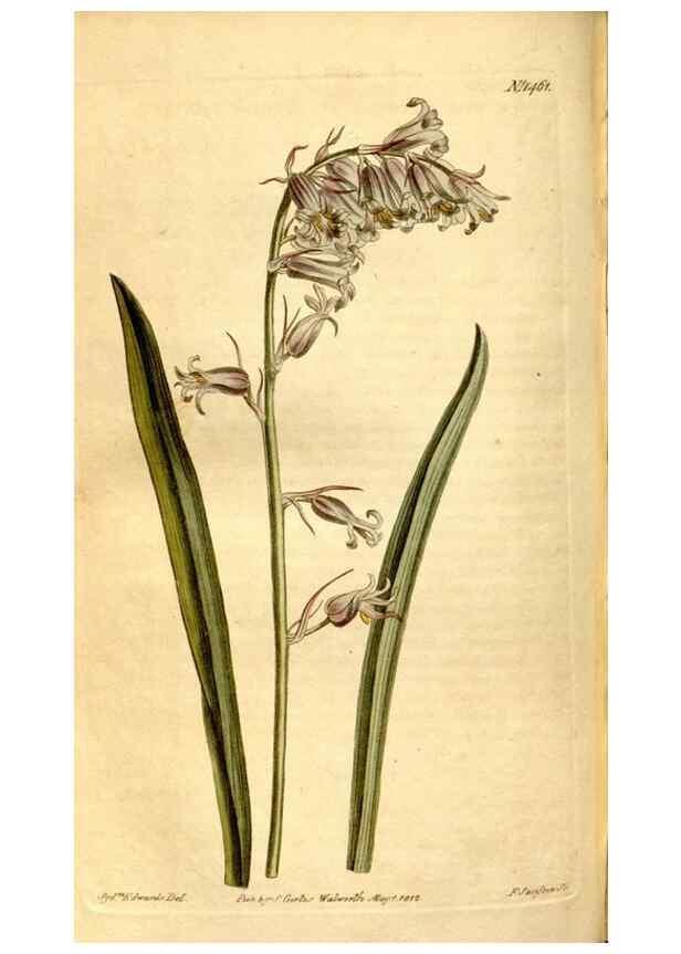 Reproducción/Reproduction 8248008034: Curtis's botanical magazine.. London ;New York [etc.] :Academic Press [etc.]