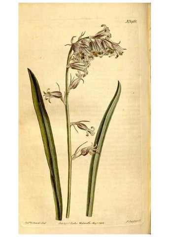 Reproducción/Reproduction 8248008034: Curtis's botanical magazine.. London ;New York [etc.] :Academic Press [etc.]