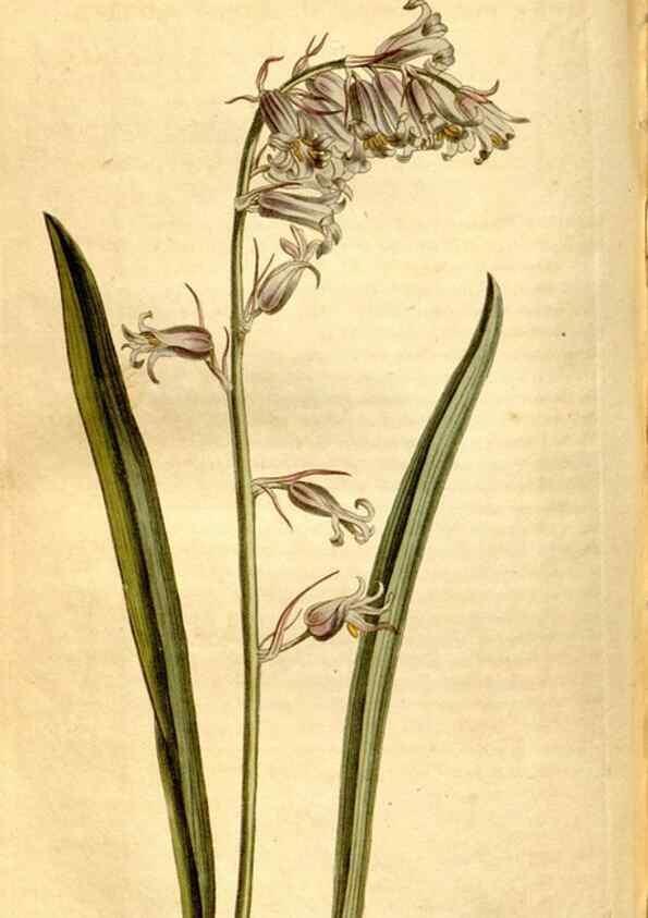 Reproducción/Reproduction 8248008034: Curtis's botanical magazine.. London ;New York [etc.] :Academic Press [etc.]