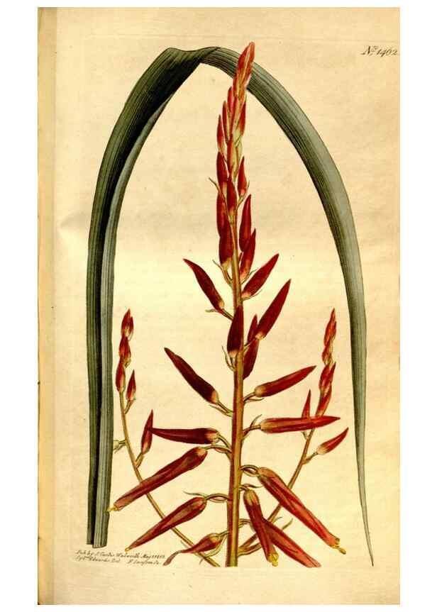 Reproducción/Reproduction 8246940493: Curtis's botanical magazine.. London ;New York [etc.] :Academic Press [etc.]