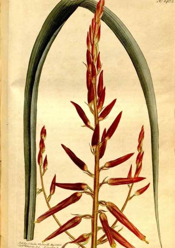Reproducción/Reproduction 8246940493: Curtis's botanical magazine.. London ;New York [etc.] :Academic Press [etc.]
