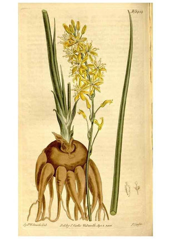 Reproducción/Reproduction 8246935739: Curtis's botanical magazine.. London ;New York [etc.] :Academic Press [etc.]