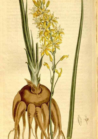 Reproducción/Reproduction 8246935739: Curtis's botanical magazine.. London ;New York [etc.] :Academic Press [etc.]