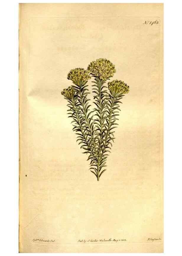 Reproducción/Reproduction 8246941189: Curtis's botanical magazine.. London ;New York [etc.] :Academic Press [etc.]