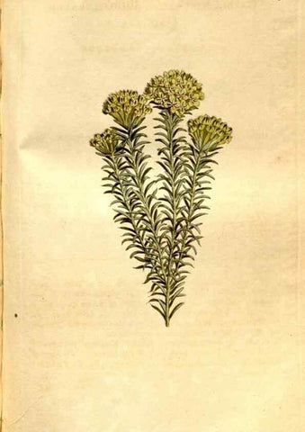 Reproducción/Reproduction 8246941189: Curtis's botanical magazine.. London ;New York [etc.] :Academic Press [etc.]