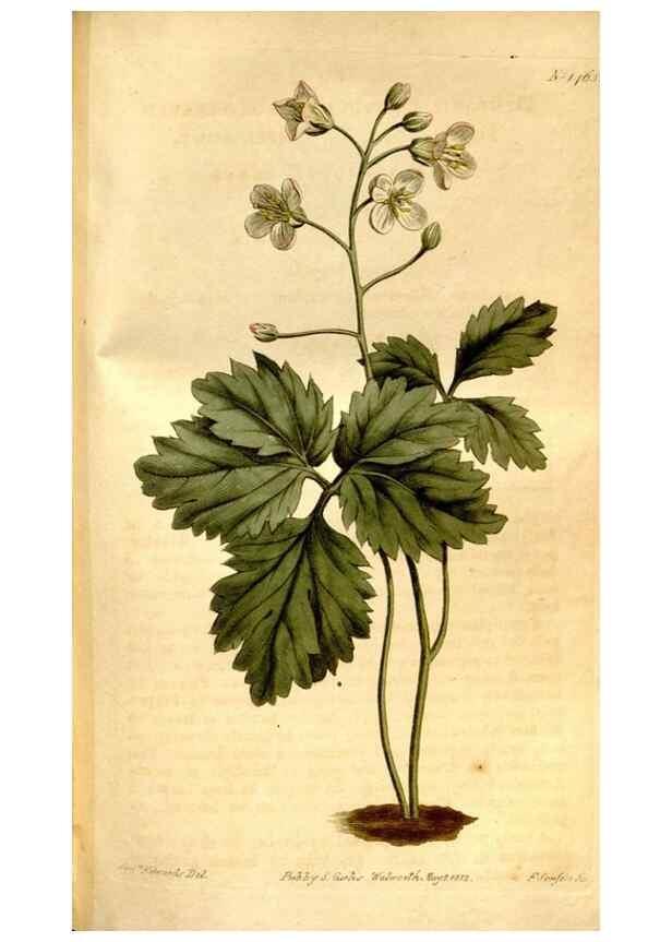 Reproducción/Reproduction 8246942509: Curtis's botanical magazine.. London ;New York [etc.] :Academic Press [etc.]