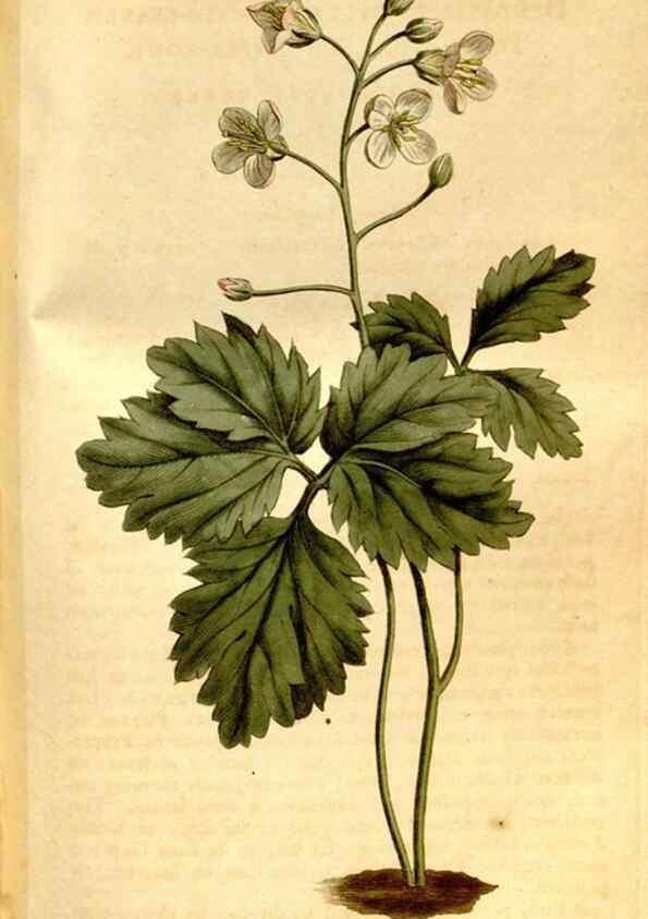 Reproducción/Reproduction 8246942509: Curtis's botanical magazine.. London ;New York [etc.] :Academic Press [etc.]