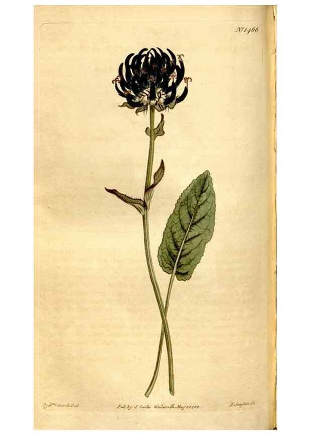 Reproducción/Reproduction 8248011334: Curtis's botanical magazine.. London ;New York [etc.] :Academic Press [etc.]