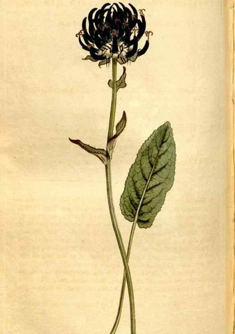 Reproducción/Reproduction 8248011334: Curtis's botanical magazine.. London ;New York [etc.] :Academic Press [etc.]