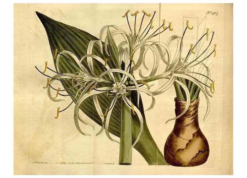 Reproducción/Reproduction 8248012020: Curtis's botanical magazine.. London ;New York [etc.] :Academic Press [etc.]
