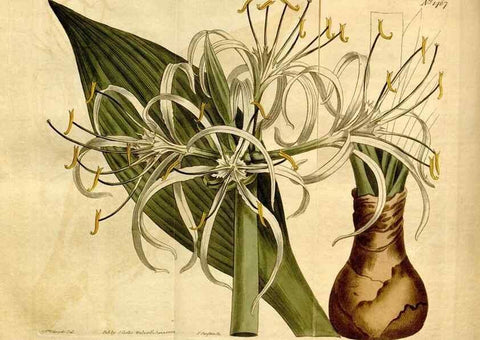 Reproducción/Reproduction 8248012020: Curtis's botanical magazine.. London ;New York [etc.] :Academic Press [etc.]