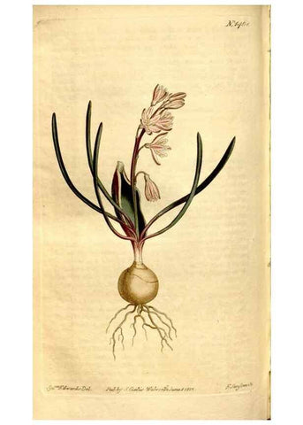 Reproducción/Reproduction 8246944415: Curtis's botanical magazine.. London ;New York [etc.] :Academic Press [etc.]